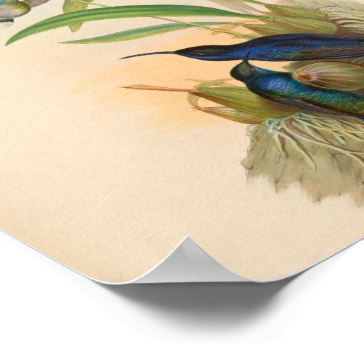  vogelplukkers poster (Hoek)