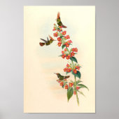  vogelplukkers poster (Voorkant)