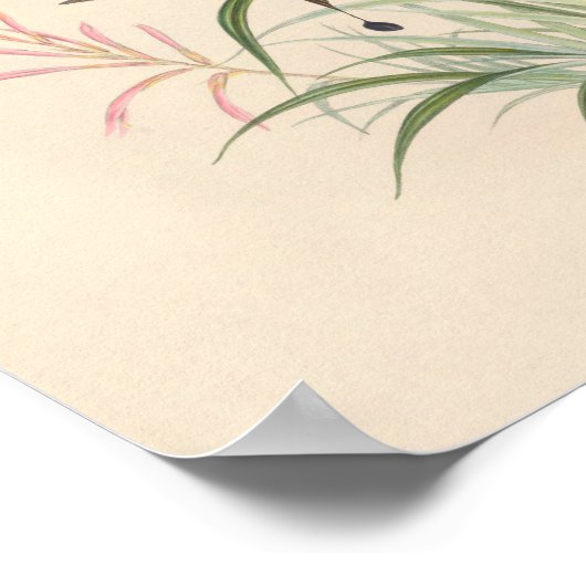 vogelplukkers poster (Hoek)