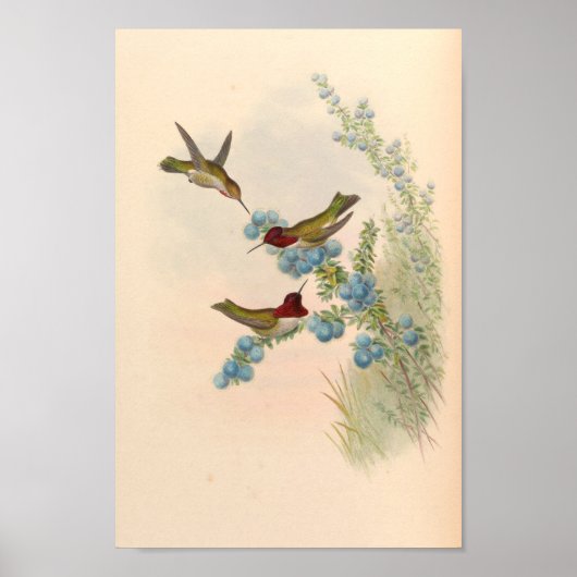  vogelplukkers poster (Voorkant)