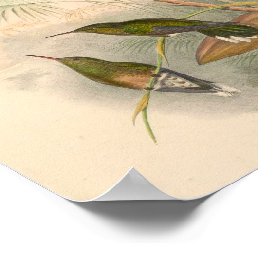 vogelplukkers poster (Hoek)