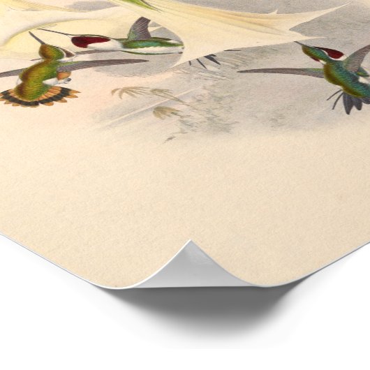  vogelplukkers poster (Hoek)