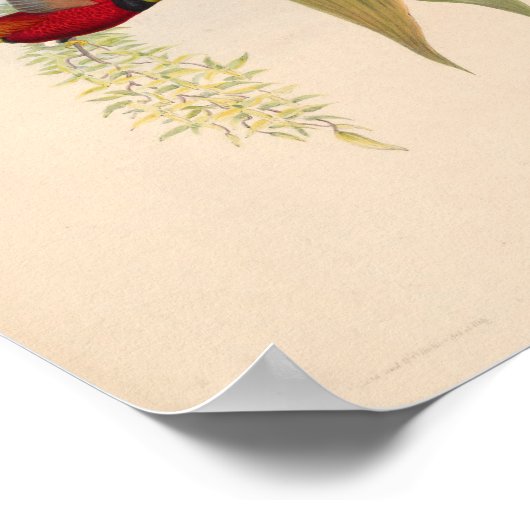  vogelplukkers poster (Hoek)