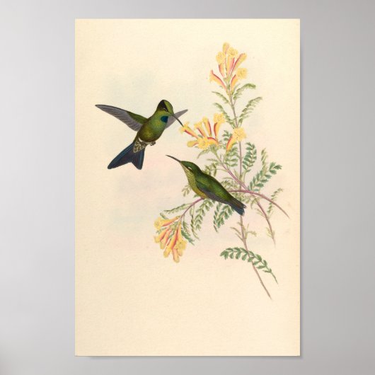  vogelplukkers poster (Voorkant)