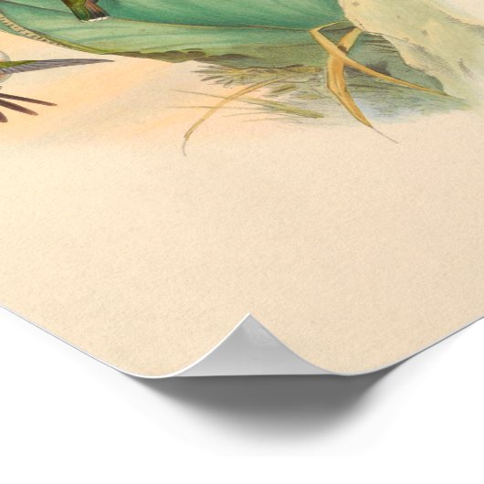 vogelplukkers poster (Hoek)