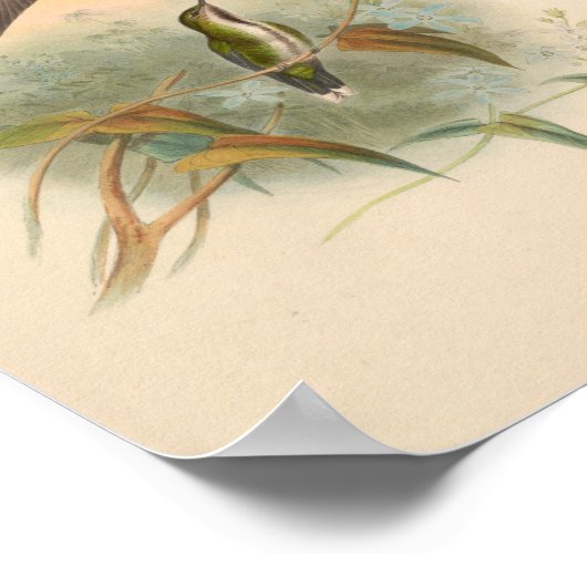  vogelplukkers poster (Hoek)