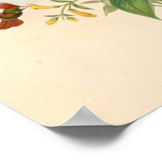  vogelplukkers poster (Hoek)