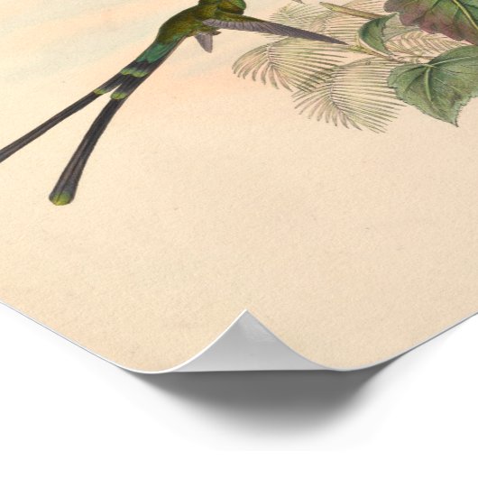  vogelplukkers poster (Hoek)