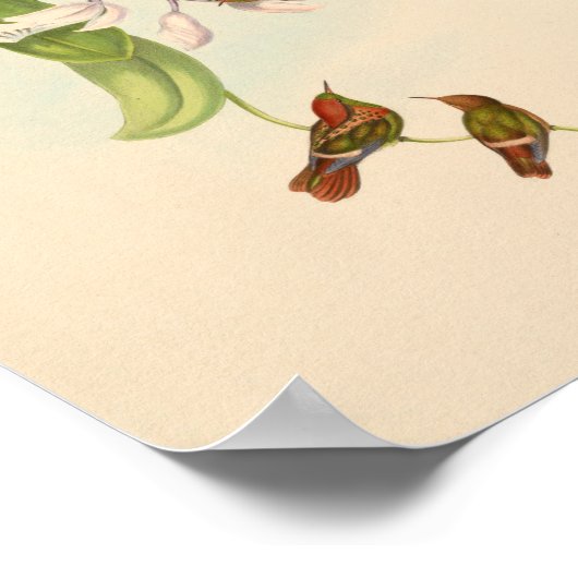  vogelplukkers poster (Hoek)