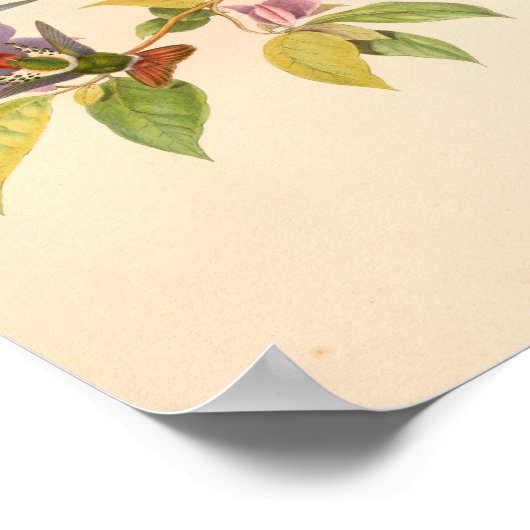 vogelplukkers poster (Hoek)