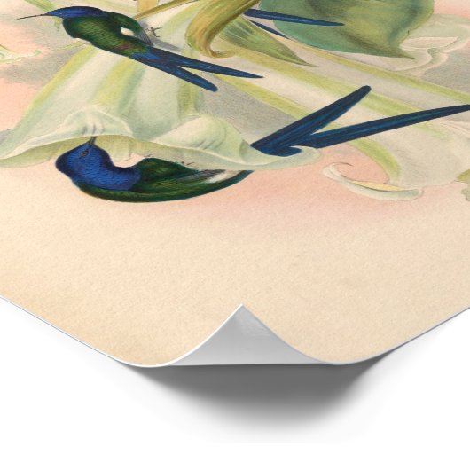  vogelplukkers poster (Hoek)