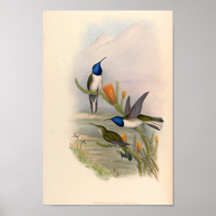 vogelplukkers poster