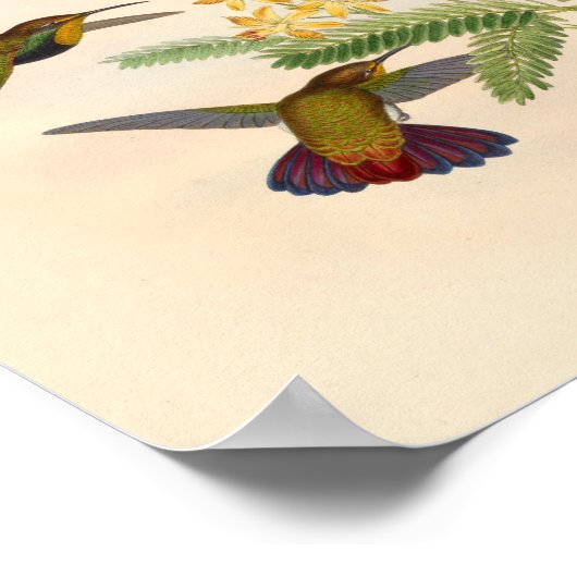  vogelplukkers poster (Hoek)