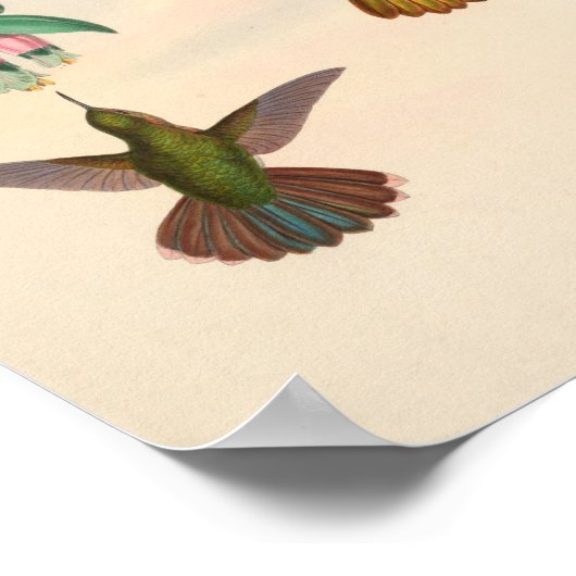  vogelplukkers poster (Hoek)