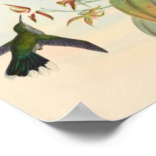  vogelplukkers poster (Hoek)