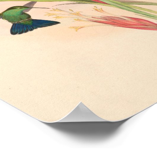 vogelplukkers poster (Hoek)