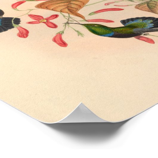  vogelplukkers poster (Hoek)