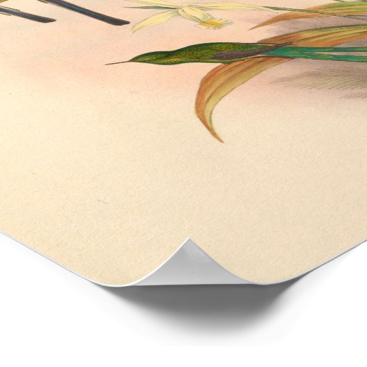  vogelplukkers poster (Hoek)