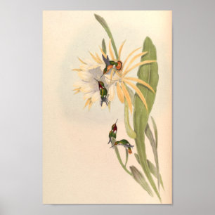 vogelplukkers poster