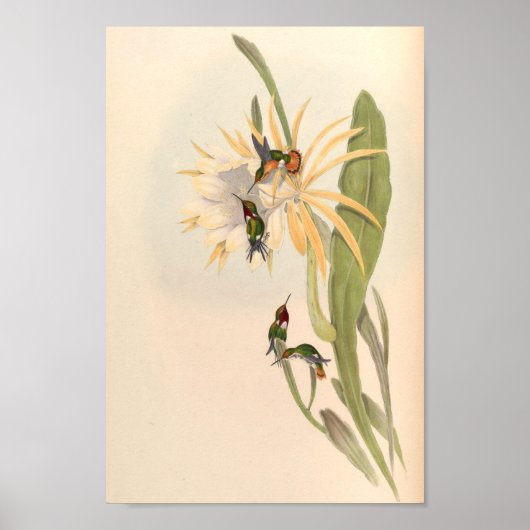  vogelplukkers poster (Voorkant)