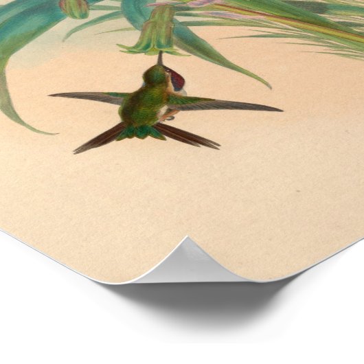  vogelplukkers poster (Hoek)