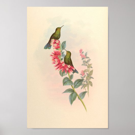  vogelplukkers poster (Voorkant)