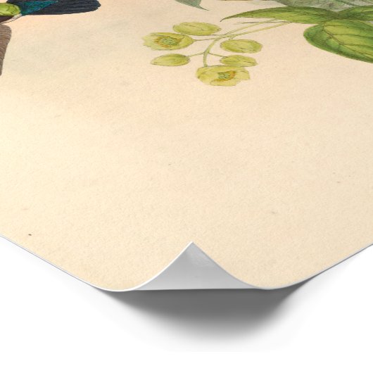  vogelplukkers poster (Hoek)