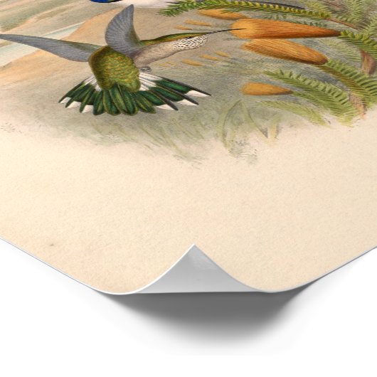  vogelplukkers poster (Hoek)