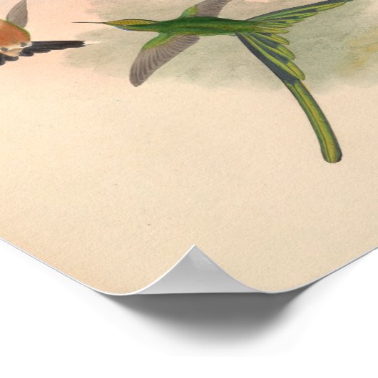  vogelplukkers poster (Hoek)