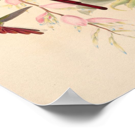  vogelplukkers poster (Hoek)