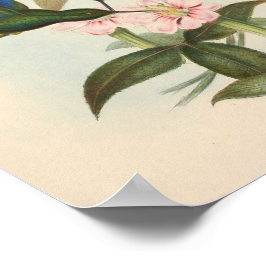  vogelplukkers poster (Hoek)