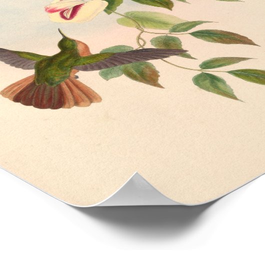  vogelplukkers poster (Hoek)