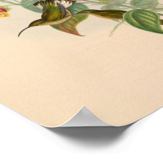 vogelplukkers poster (Hoek)