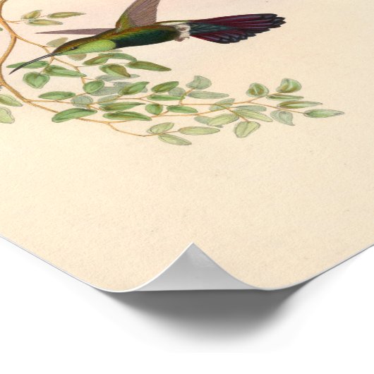  vogelplukkers poster (Hoek)