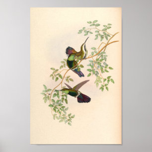 vogelplukkers poster