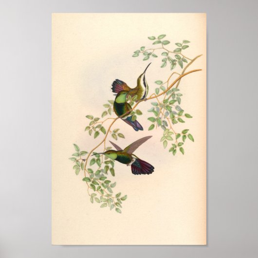  vogelplukkers poster (Voorkant)