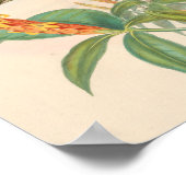 vogelplukkers poster (Hoek)