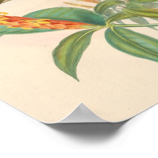 vogelplukkers poster (Hoek)