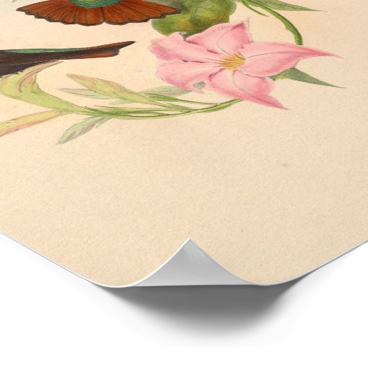 vogelplukkers poster (Hoek)