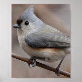 VogelPoster Poster (Voorkant)