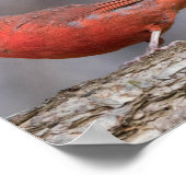 VogelPoster Poster (Hoek)