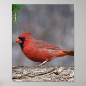 VogelPoster Poster (Voorkant)