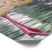 VogelPoster Poster (Hoek)