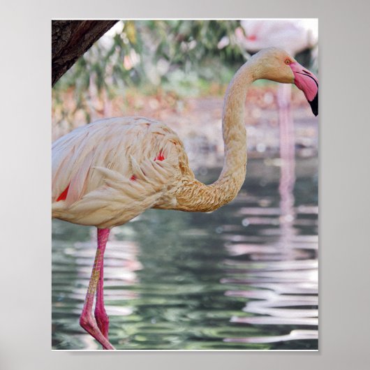 VogelPoster Poster (Voorkant)