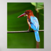VogelPoster Poster (Voorkant)