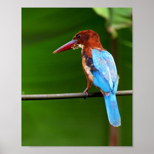 VogelPoster Poster (Voorkant)