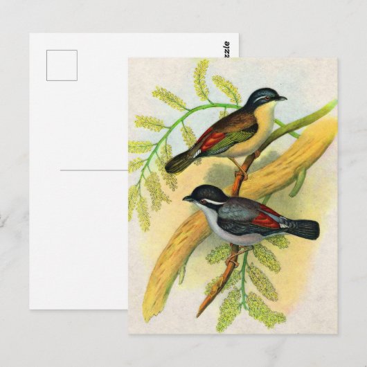  vogelprint briefkaart (Voorkant / Achterkant)
