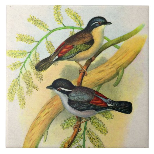 vogelprint tegeltje (Voorkant)