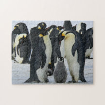 Vogelpuzzels Foto beste foto's in het wild