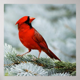 Vogelrood Poster